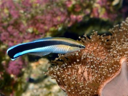 The cleaner fish (‘Labroides dimidiatus’).