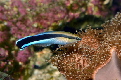 The cleaner fish (‘Labroides dimidiatus’)