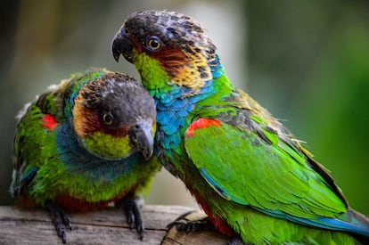 Aves de la selva atlántica