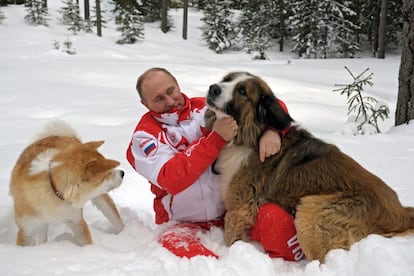 El presidente ruso, Vladímir Putin, se muestra muy cariñoso con su perro Buffi, un pastor búlgaro, que fue un regalo de su homólogo Boyko Borisov.