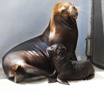 El pequeño león marino con su madre.