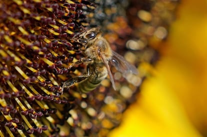 Una abeja se posa sobre un girasol en Sinsheim (Alemania).