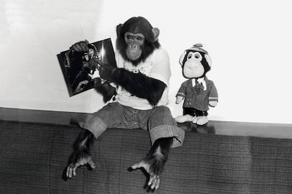 Bubbles, el chimpancé que vivió con Michael Jackson (y hoy está retirado en un santuario para primates en Florida), presumiendo de amigos famosos.
