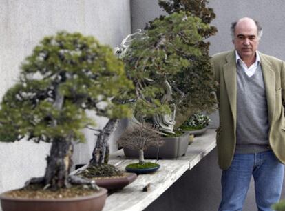 Luis Vallejo en el Museo de Bonsáis de Alcobendas; el árbol pequeño es el que regaló García Márquez a Felipe González.