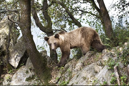 Asturias es uno de los pocos territorios de Europa en los que el viajero aún puede contemplar en primavera el despertar de los osos tras hibernar, en armonía y convivencia con las comunidades humanas.