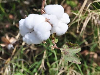 Por un mundo repleto de algodón orgánico