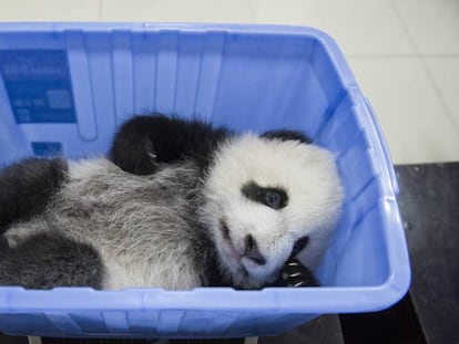 Como a China evitou a extinção do panda