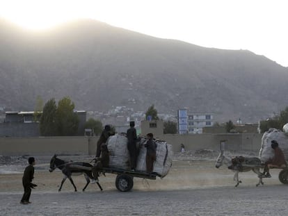 Varios niños transportan en carros tirados por burros botellas de plástico para reciclar, este miércoles a las afueras de Kabul. 