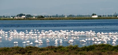 Flamencos en una laguna.