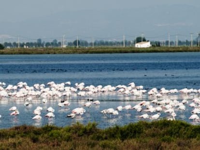 Flamencos en una laguna.