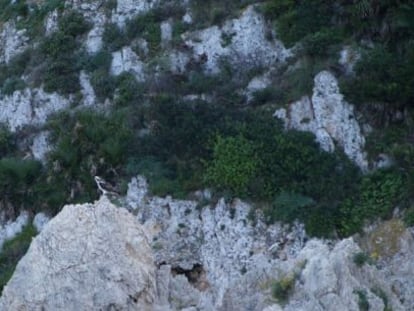 Águila pescadora fotografiada en una roca del cabo de Sant Antoni.