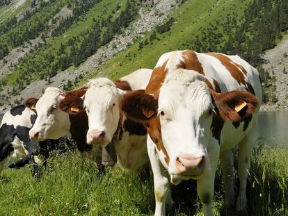 Escena en los Altos Pirineos (Francia). Los consumidores de la leche C’est qui le Patron son los que marcan su precio: el más alto del mercado.