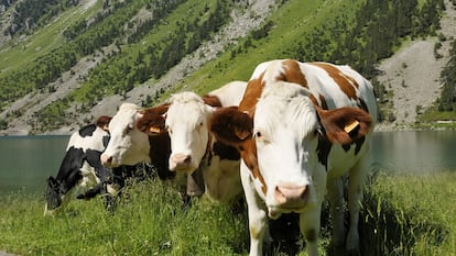 Escena en los Altos Pirineos (Francia). Los consumidores de la leche C’est qui le Patron son los que marcan su precio: el más alto del mercado.