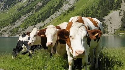 Escena en los Altos Pirineos (Francia). Los consumidores de la leche C’est qui le Patron son los que marcan su precio: el más alto del mercado.