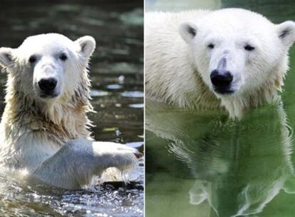 El oso Knut, a la izquierda, y Gianna.