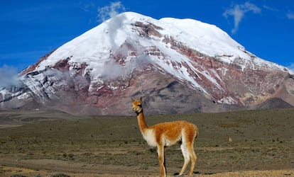 Una vicuña ante el volcán Chimborazo.