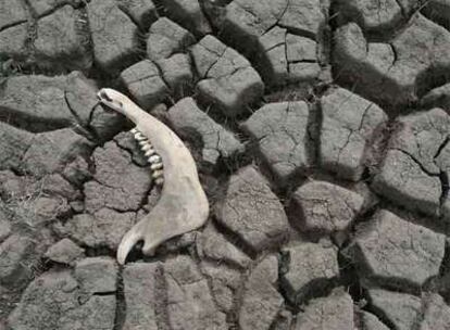Por efecto de la sequía han muerto en Argentina alrededor de 600.000 reses y se han perdido entre el 15 y el 20% de los cultivos.