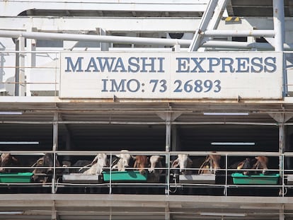 Buque 'Mawashi Express', intervenido por la Policía Nacional y atracado en San Roque (Cádiz) con 16.000 vacas a bordo.