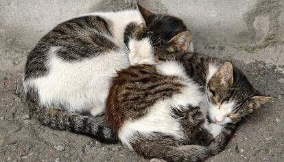 Dos gatos dormitan en la calle. 