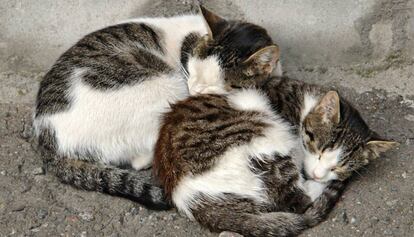 Dos gatos dormitan en la calle.