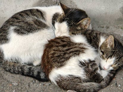 Dos gatos dormitan en la calle. 