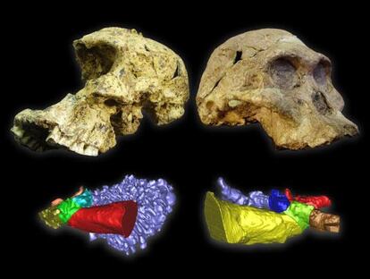 Los cr&aacute;neos de `Austraolopithecus africanus&acute; (derecha) y de `Paranthropus robustus&acute;, con sus respectivas reconstrucciones virtuales de los o&iacute;dos. 