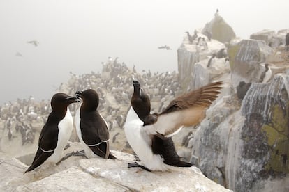 Alca común, <i>Alca torda,</i> en las Islas Farne, Inglaterra. Este pedazo de tierra en el Mar del Norte alberga una colonia de aves formada por alcas, araos, frailecillos y charranes entre otras aves marinas. Imagen tomada a primeros de julio.