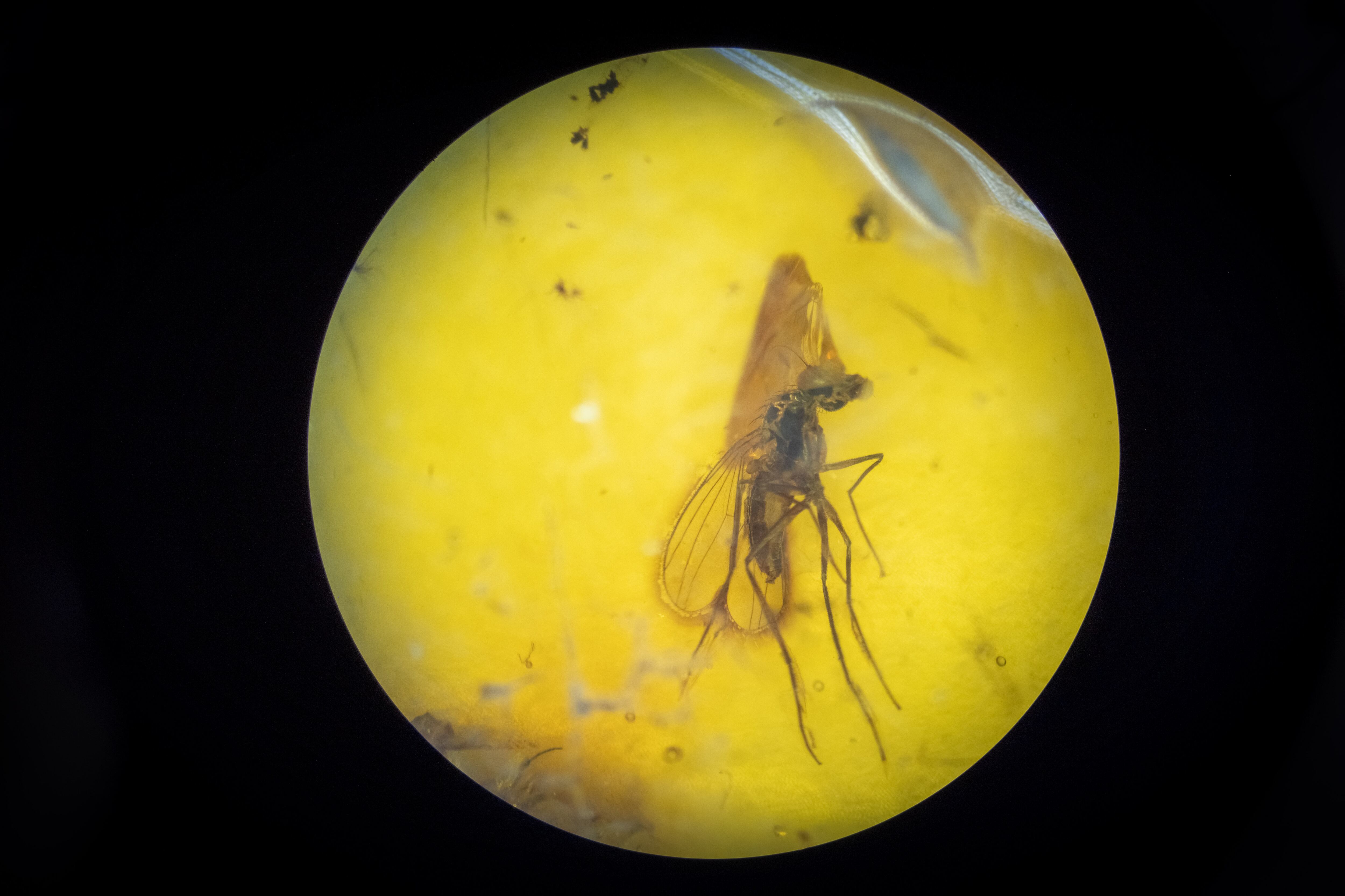 Insecto en ámbar a través de un microscopio en el laboratorio Valerie Anders del Museo Historia Natural de La Tatacoa. La Victoria, Huila, el 7 de noviembre de 2024.