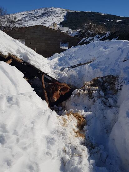 Una vaca atrapada debajo del techo de una nave derrumbado por el peso de la nieve