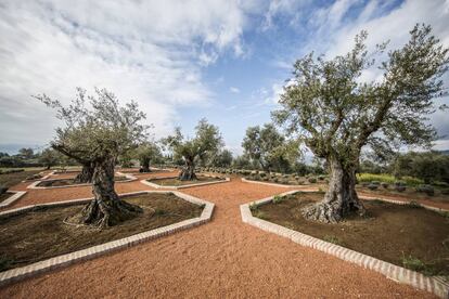 Olivos de la finca LA Organic Experience, en Ronda (Málaga).