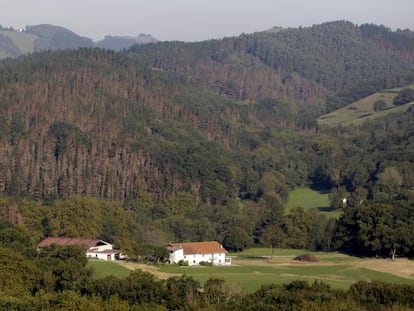 Árboles con tono rojizo en un pinar de Zumaia (Gipuzkoa) afectado por la enfermedad de la banda roja.