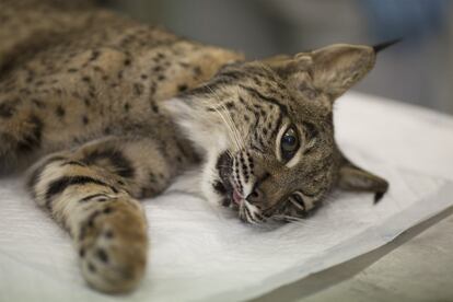 Pese a estar despierto, el lince está totalmente sedado durante el control veterinario.