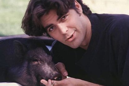 George Clooney.

Con sus 130 kilos de peso, Max consiguió poner de moda a los cerdos vietnamitas como mascotas preferenciales en Hollywood. Convivió con el actor –al que incluso salvó la vida durante un terremoto- 18 años antes de fallecer en 2006.