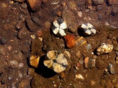Ejemplares de Andalucita, un mineral atribuido a las lágrimas de una joven española por su amante araucano.