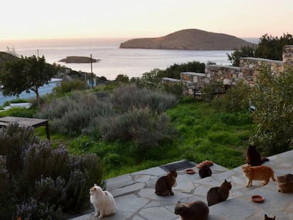 Los gatos en el santuario felino de Siros en Grecia.