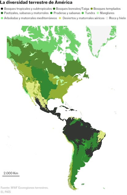 MAPA DIVERSIDAD TERRESTRE DE AMÉRICA OK