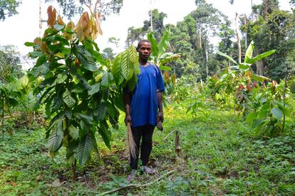 Pierre Djampene posa junto a uno de los árboles de cacao de su plantación. Todavía falta un año para que produzca los primero frutos. A él le costó mucho unirse al proyecto. Estaba esclavizado por los bantúes y alcoholizado, pero la insistencia de sus vecinos le convenció y ahora muestra orgulloso su granja.