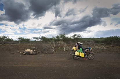 El camino que une Nkisoro y Yaqbarsadi, dos aldeas del condado de Isiolo, en el corazón de Kenia, es una tumba. Cientos de animales, principalmente cabras y vacas, yacen muertos y se descomponen en los márgenes. Aunque es raro que los camellos, más resistentes, fallezcan por falta de agua, la extrema sequía en el país ha sido mortal para algunos, como el de la imagen.