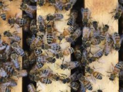 Se estima que un 75 % de los cultivos que se producen al año en todo el mundo depende de la polinización realizada por abejas y otros insectos. EFE/Archivo