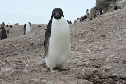 Colônias de pinguins-de-adélia, com a da imagem, serão prejudicadas pelo derretimento de gelo.