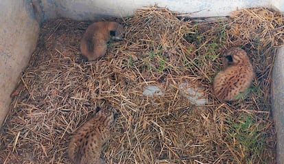 The three lynx cubs found on a bed of straw in a village in Toledo province, Spain.