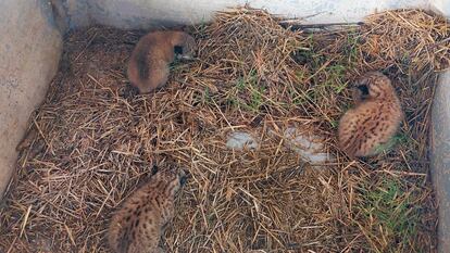 Los tres linces que han nacido en un pajar en Toledo.