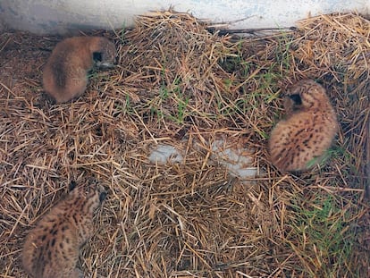 The three lynx cubs found on a bed of straw in a village in Toledo province, Spain.