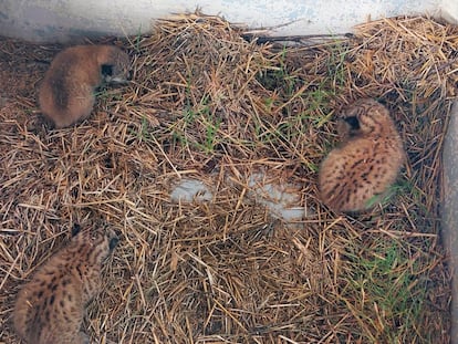 Los tres linces que han nacido en un pajar en Toledo.