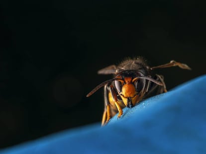 Ejemplar de 'Vespa velutina nigrithorax', más conocida como avispa asiática.