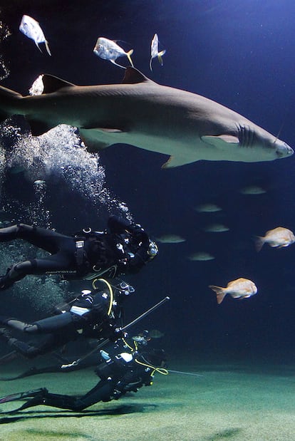 Varios buceadores, ayer en un tanque de L&#39;Oceanogràfic junto a un tiburón toro.