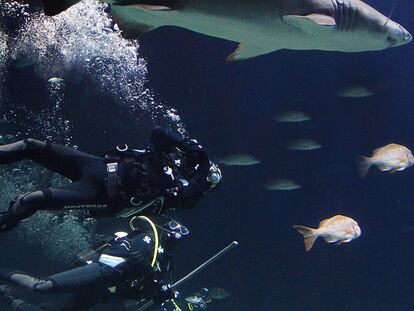 Varios buceadores, ayer en un tanque de L'Oceanogràfic junto a un tiburón toro.