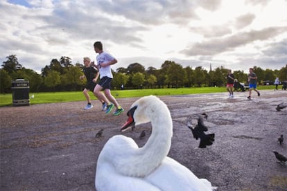 Un cisne contempla a unos corredores en los londinenses Kensington Gardens.