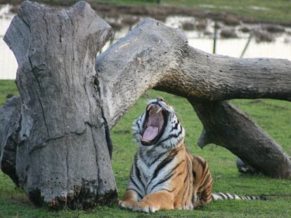 Un plan para el fin de semana: Safari Madrid