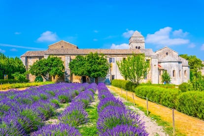 Campo de lavanda en el monasterio de Saint-Paul-de-Mausole, en Saint-Rémy-de-Provence.